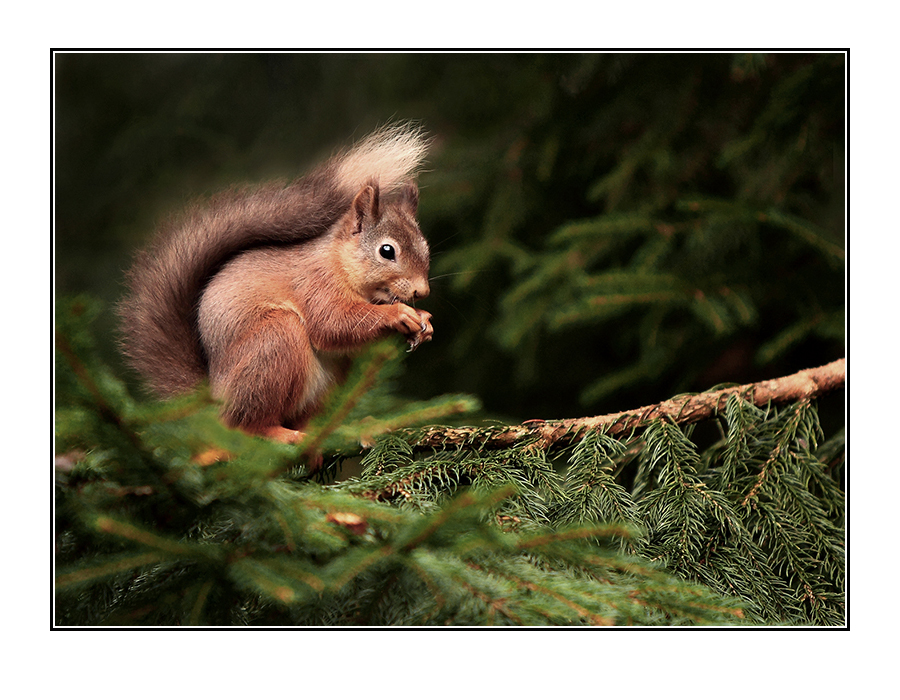 15 Red Squirrel
