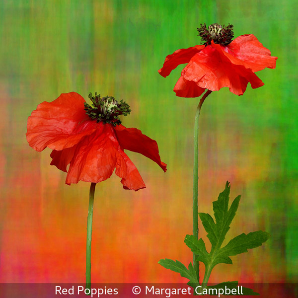 Margaret Campbell_Red Poppies