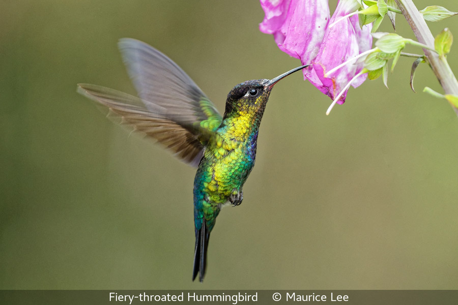 Maurice Lee_Fiery-throated Hummingbird