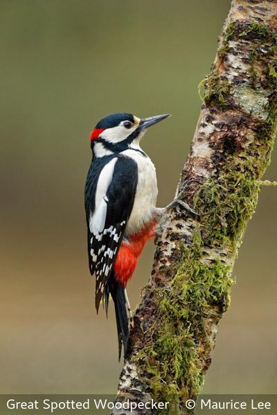 Maurice Lee_Great Spotted Woodpecker