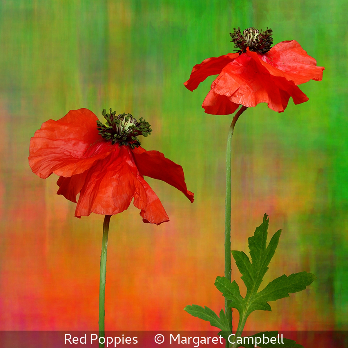 Margaret Campbell_Red Poppies