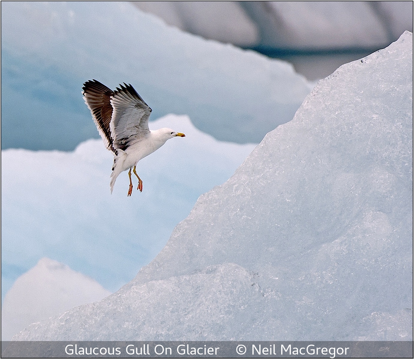 Neil MacGregor_Glaucous Gull On Glacier