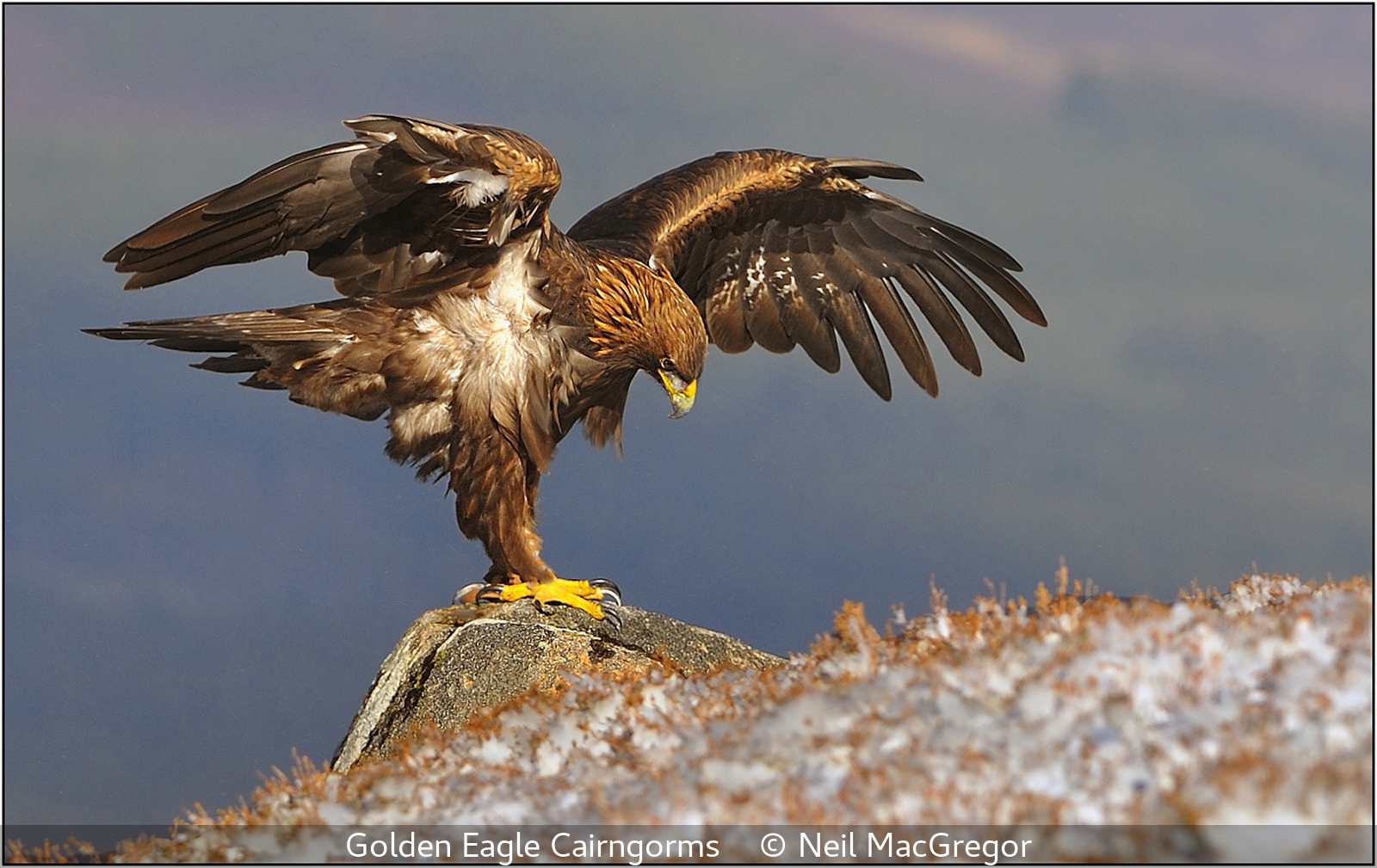 Neil MacGregor_Golden Eagle Cairngorms