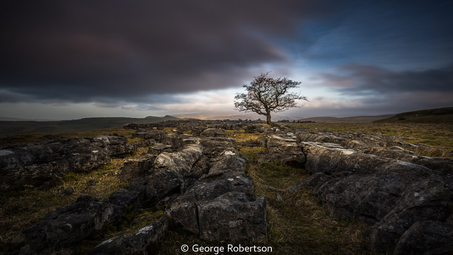 George Robertson_Lone tree at sunrise