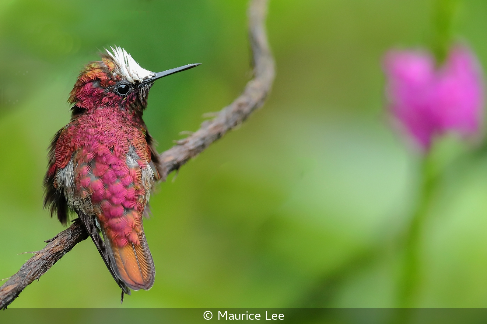 2 Maurice Lee_Snowcap Hummingbird