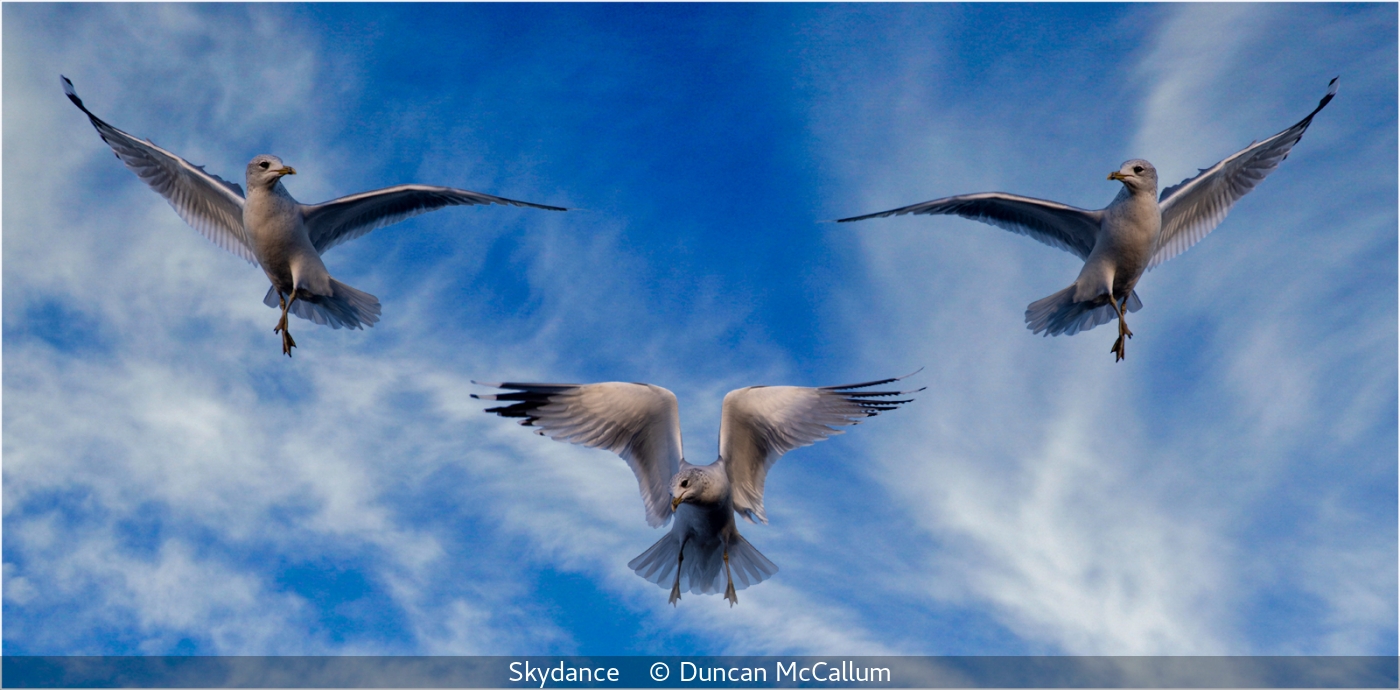 8 Duncan McCallum_Skydance