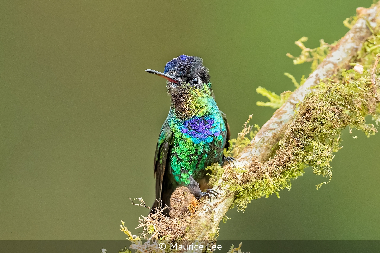 8 Maurice Lee_Fiery-throated Hummingbird