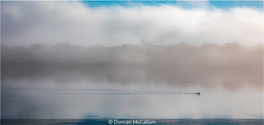 7 C Duncan McCallum_Misty Swim