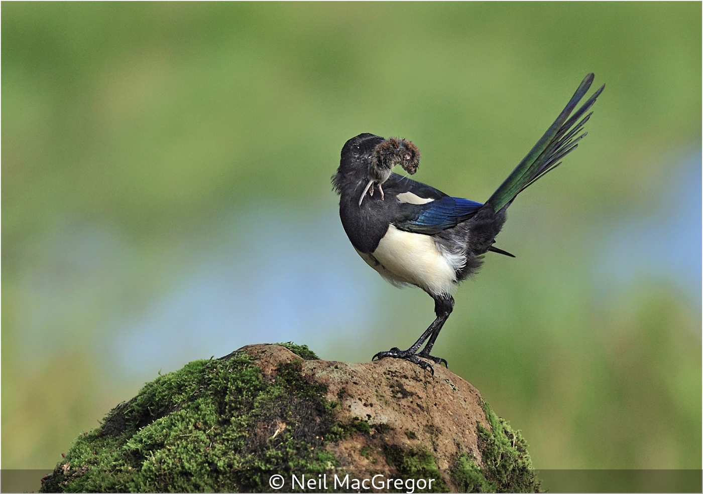 Neil MacGregor_Magpie With Short Tailed Vole