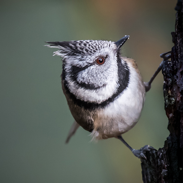 Crested  Tit on a tree