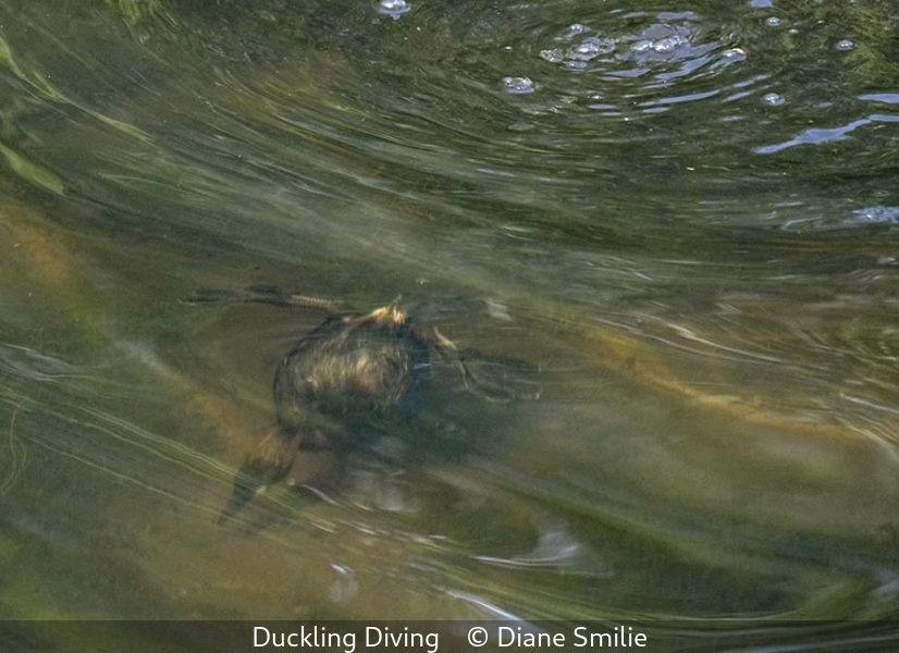 Diane Smilie_Duckling Diving