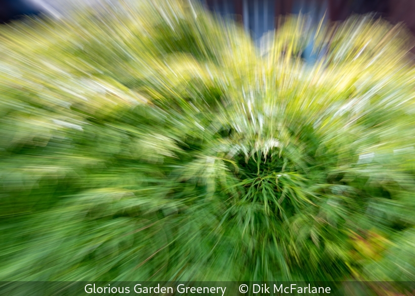 Dik McFarlane_Glorious Garden Greenery
