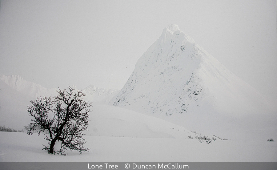 Duncan McCallum_Lone Tree