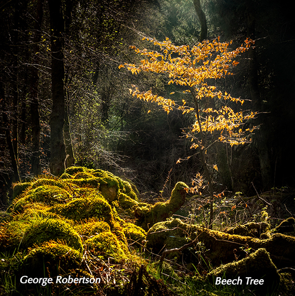 George Robertson_Beech Tree_144
