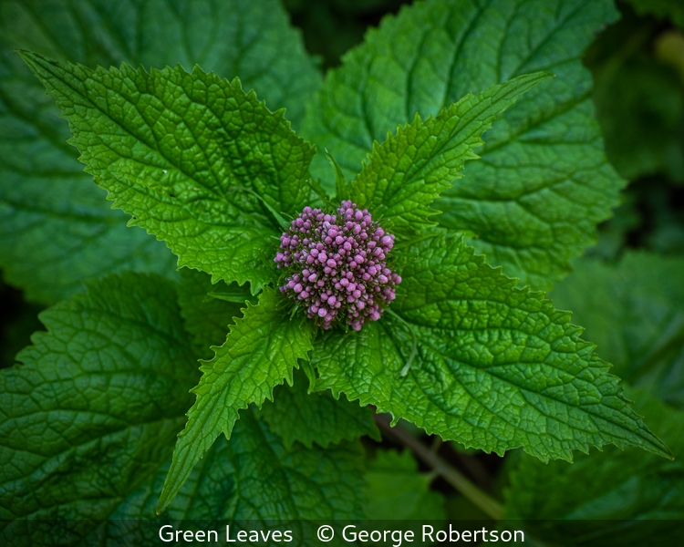 George Robertson_Green Leaves