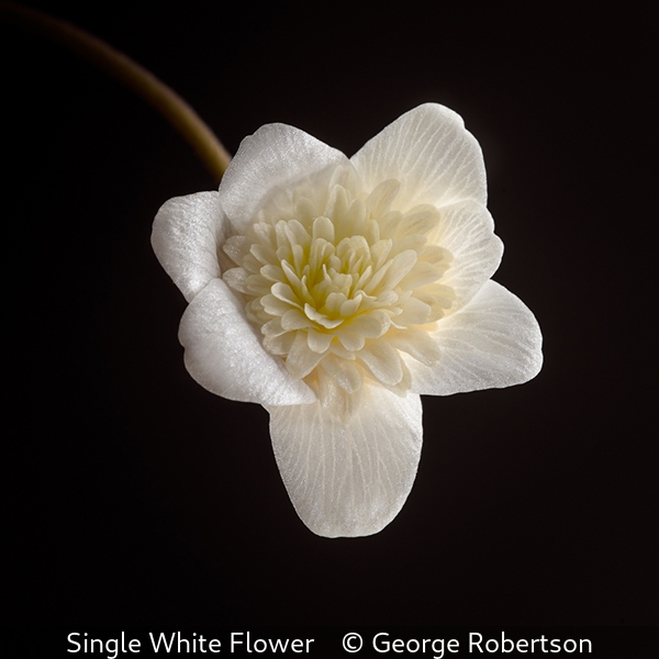 George Robertson_Single White Flower