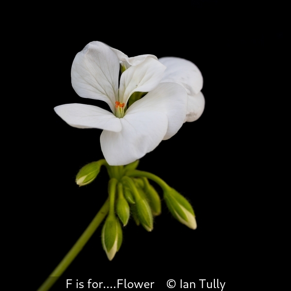 Ian Tully_F is for....Flower