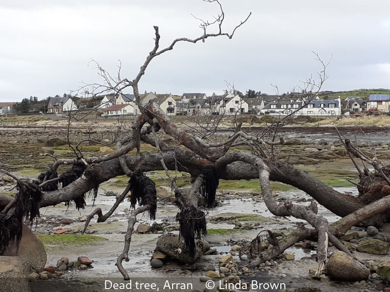 Linda Brown_Dead tree, Arran