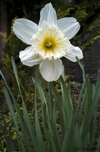 Margaret Campbell First Daffodil