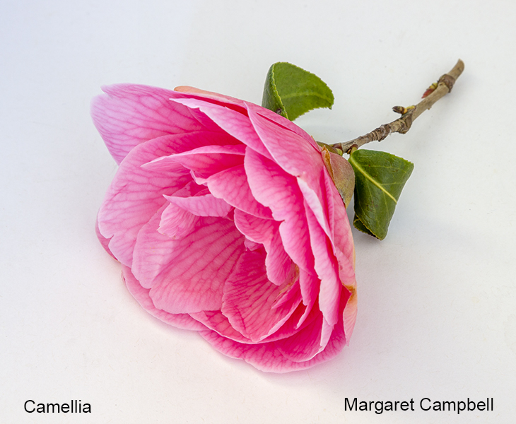 Margaret Campbell_Camellia_012