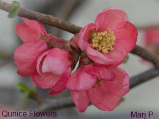 Marj Partridge Quince Flowers