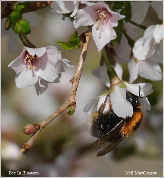 Neil MacGregor Bee In Blossom