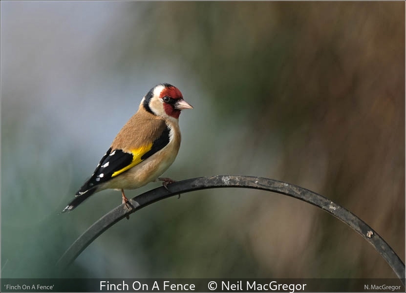 Neil MacGregor_Finch On A Fence