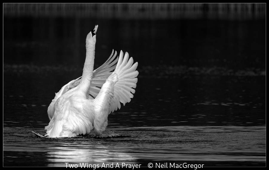 Neil MacGregor_Two Wings And A Prayer