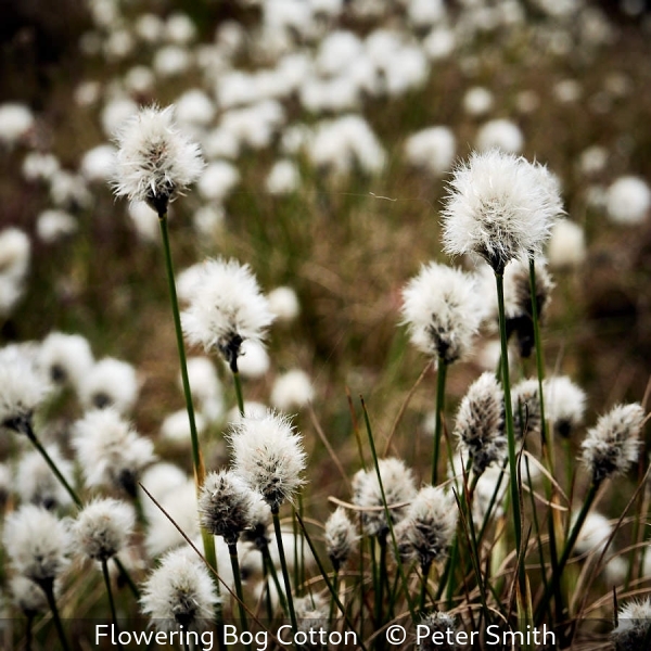 Peter Smith_Flowering Bog Cotton