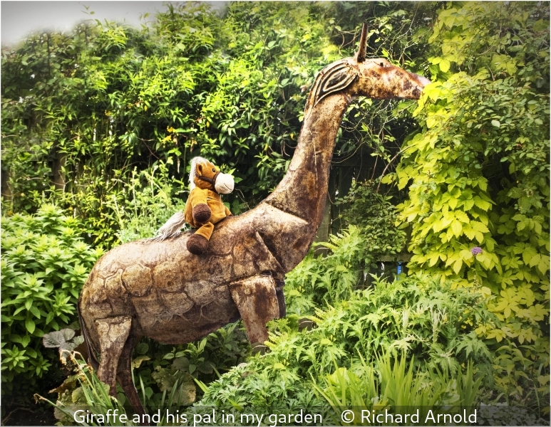 Richard Arnold_Giraffe and his pal in my garden