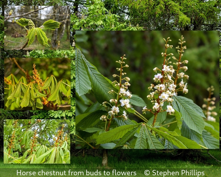 Stephen Phillips_Horse chestnut from buds to flowers