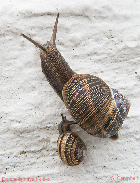 Steve Campbell_Do snails have babies_009