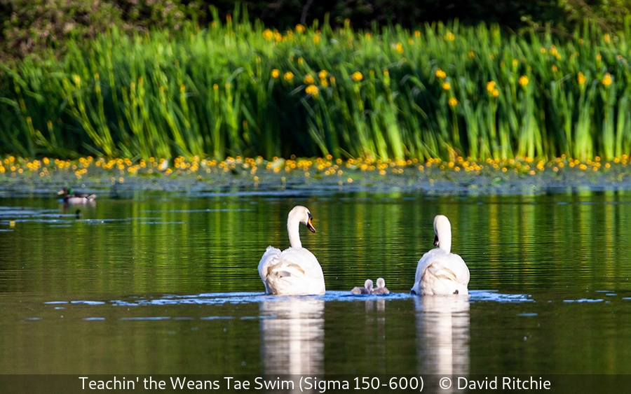 David Ritchie_Teachin' the Weans Tae Swim (Sigma 150-600)