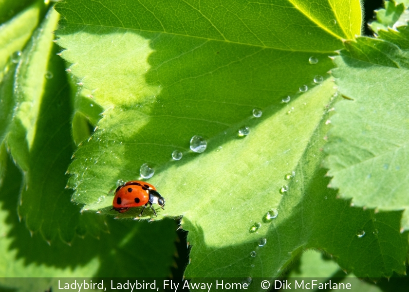 Dik McFarlane_Ladybird, Ladybird, Fly Away Home