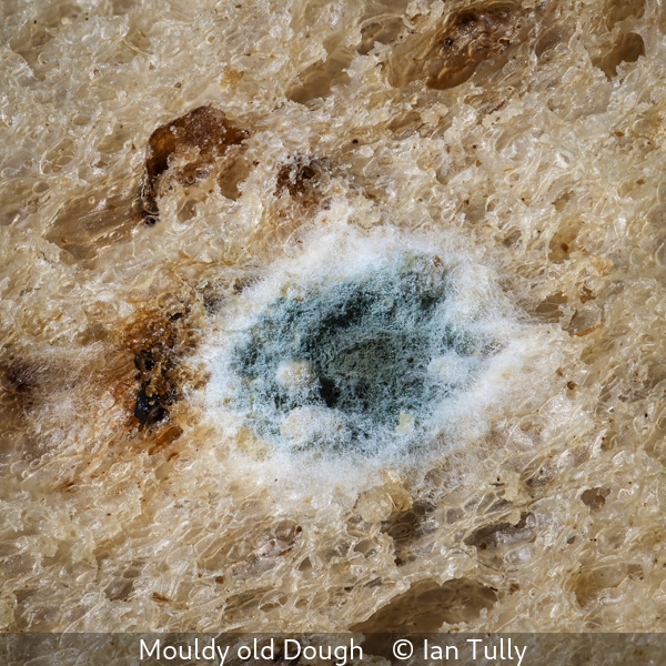 Ian Tully_Mouldy old Dough