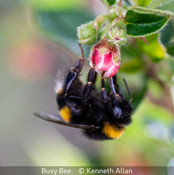 Kenneth Allan_Busy Bee