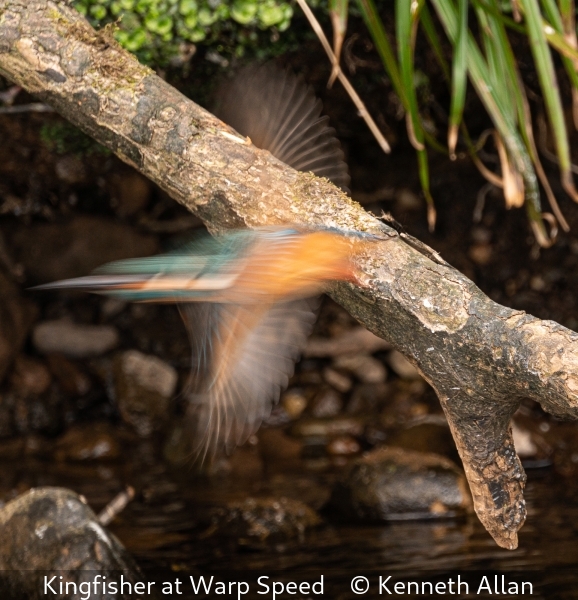 Kenneth Allan_Kingfisher at Warp Speed