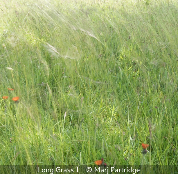 Marj Partridge_Long Grass 1