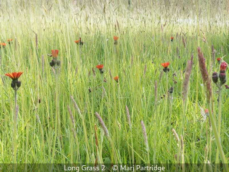 Marj Partridge_Long Grass 2