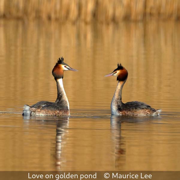 Maurice Lee_Love on golden pond