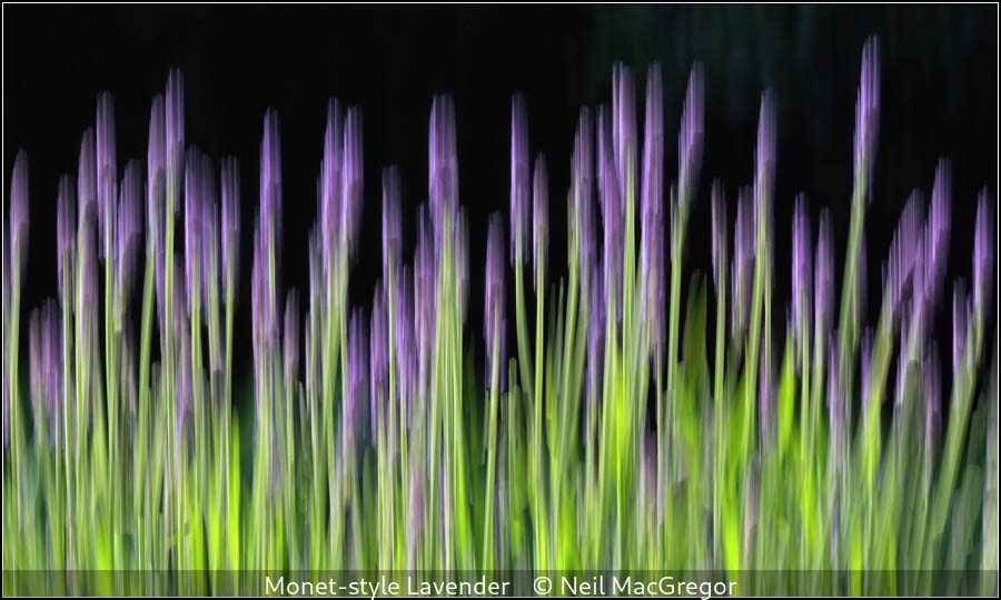 Neil MacGregor_Monet-style Lavender