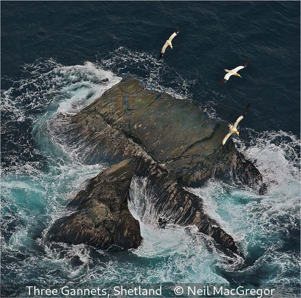 Neil MacGregor_Three Gannets, Shetland