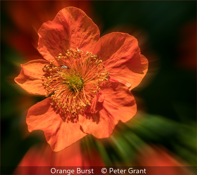 Peter Grant_Orange Burst