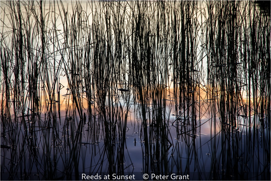 Peter Grant_Reeds at Sunset