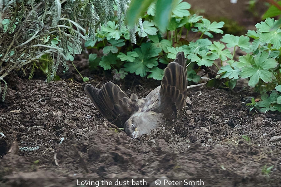 Peter Smith_Loving the dust bath