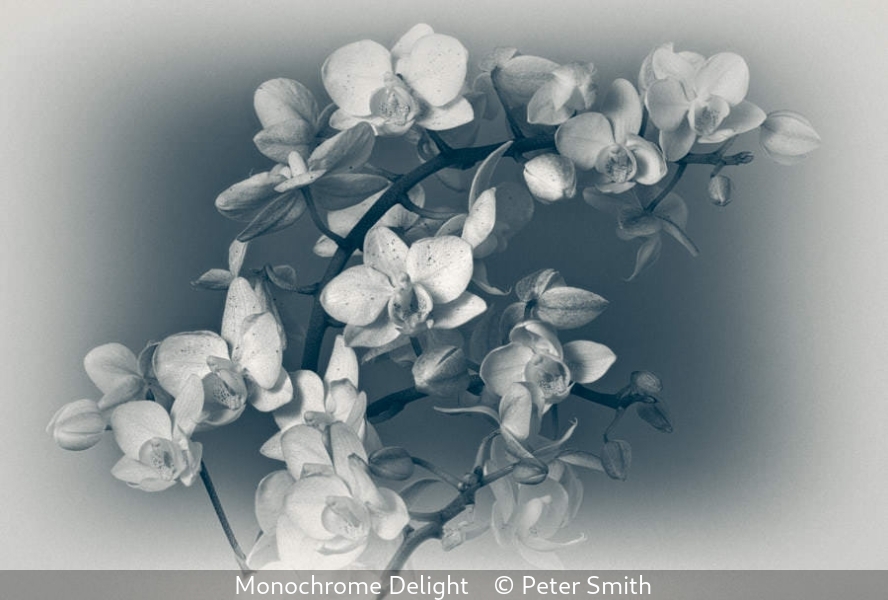 Peter Smith_Monochrome Delight