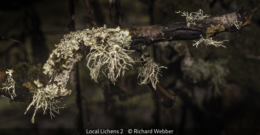Richard Webber_Local Lichens 2