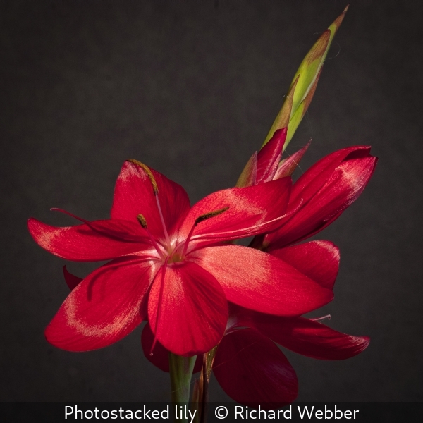 Richard Webber_Photostacked lily