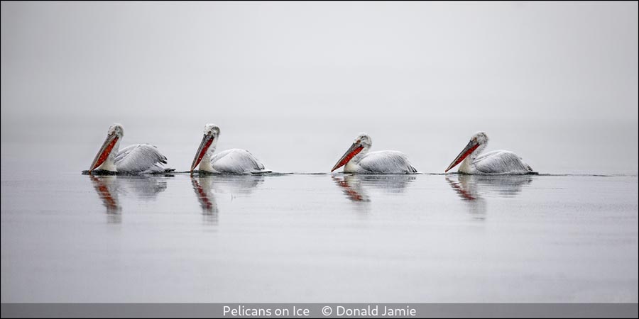 01 Donald Jamie_Pelicans on Ice