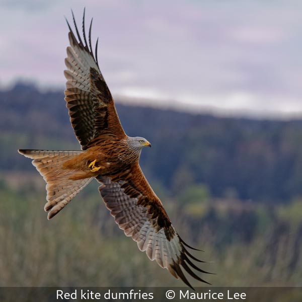 01 Maurice Lee_Red kite dumfries
